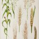 1902 - botanical rye , oats, corn, barley, wheat shown in a vintage style illustration. beta glucans in bread.