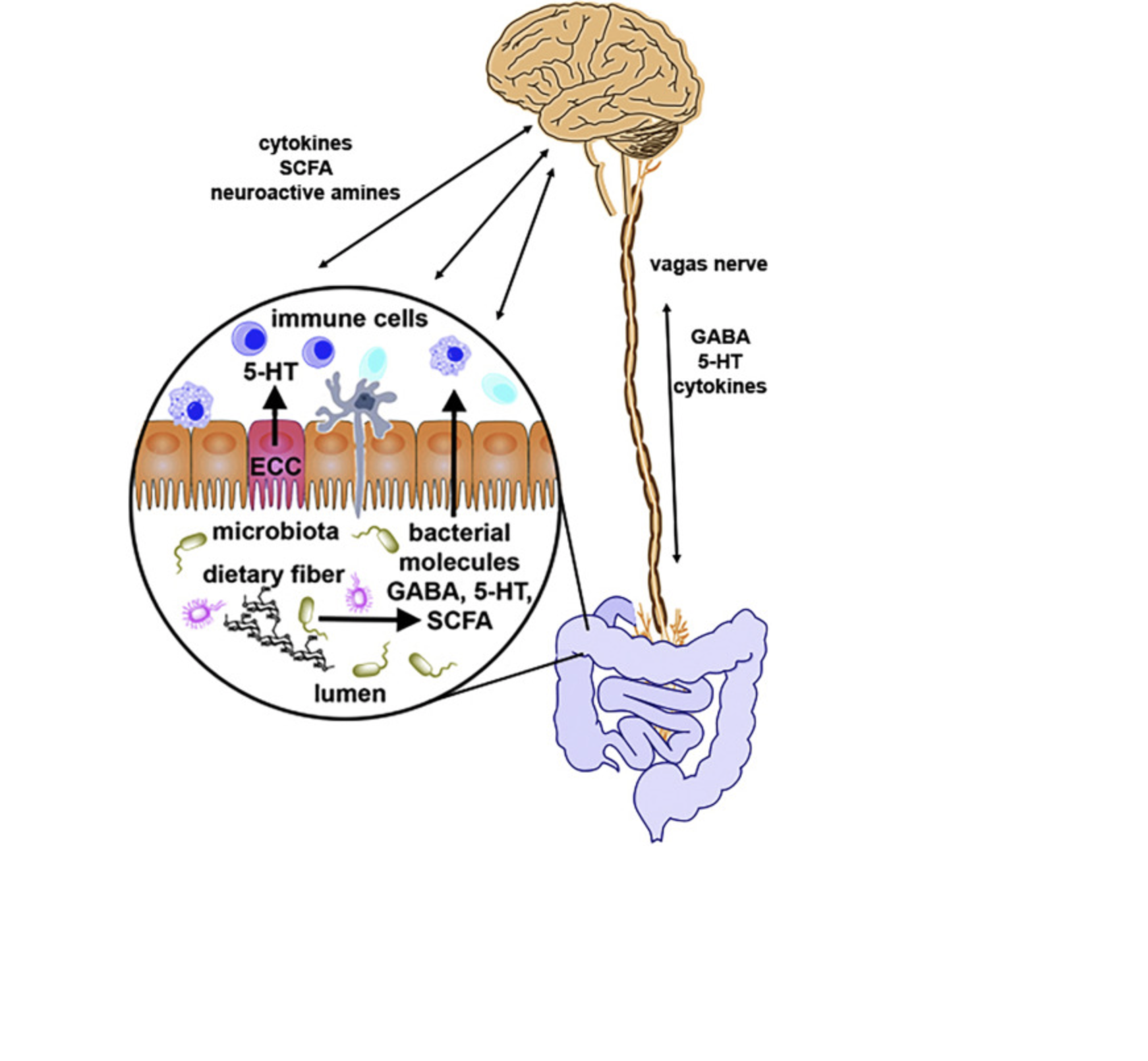 Nutritional Modulation of the Intestinal Microbiota; Future ...