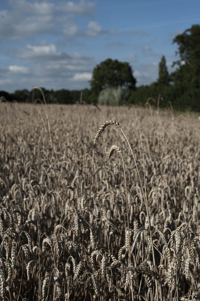 Gails &#8211; Are they ruining the landscape for independent bakers or heroes changing the balance of power?